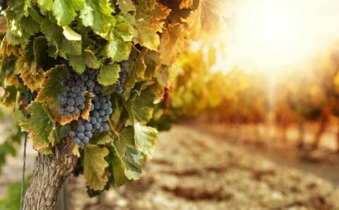 Corsi professionali viticoltura - Formati consulenza e formazione in agricoltura